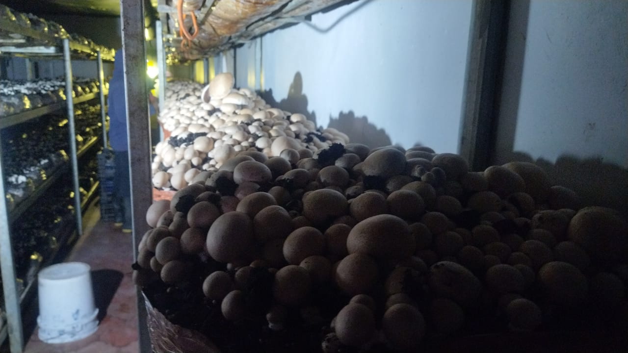 Cultivo de champiñón Myco Solutions