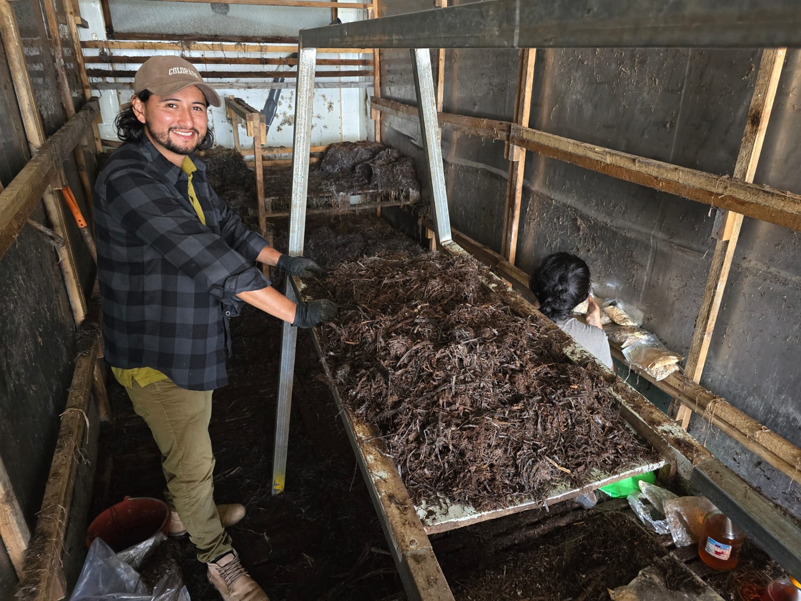 Producción de champiñón en las camas de cultivo